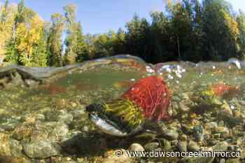 BC floods: How do you protect a city from future disaster? - Dawson Creek Mirror