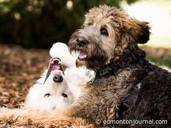 Grief from death of companion animals needs recognition: U of A research