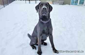 Ottawa Humane Society Warns Against Cold Weather Dangers to Pets - StittsvilleCentral.ca