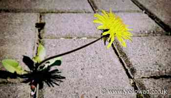 Concern over use of weed killer in Havering unfounded says council - Yellow Advertiser