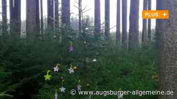 Weihnachtsdeko im Wald sammeln - ist das erlaubt? - Augsburger Allgemeine