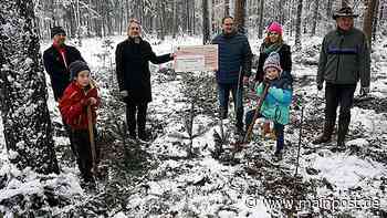 Maroldsweisach: 4000 Setzlinge für die Aufforstung des Gemeindewalds - Main-Post