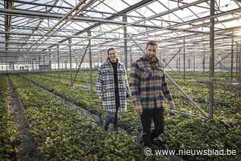 Thee, nu ook een oer-Vlaams streekproduct met eerste plantage in Wuustwezel