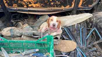 Enna: getta un sacco con dentro il cane, 57enne nisseno sorpreso dalla polizia e denunciato - Giornale di Sicilia