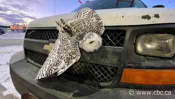 Regina's Salthaven West fields high volume of calls about snowy owls struck by vehicles