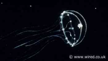 A Gene-Tweaked Jellyfish Offers a Glimpse at Other Minds