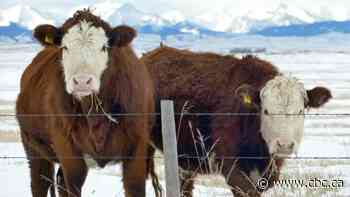 Why methane continues to be the cattle industry's biggest climate change challenge