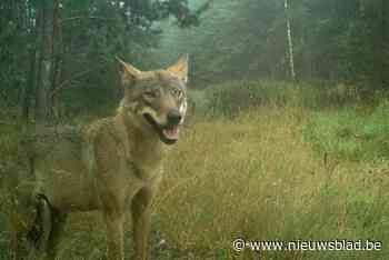 Tweede wolf in provincie: sporen in Zoersel en Zandhoven gevonden