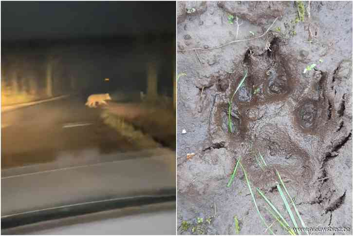 Tweede wolf in provincie: sporen in Zoersel en Zandhoven gevonden