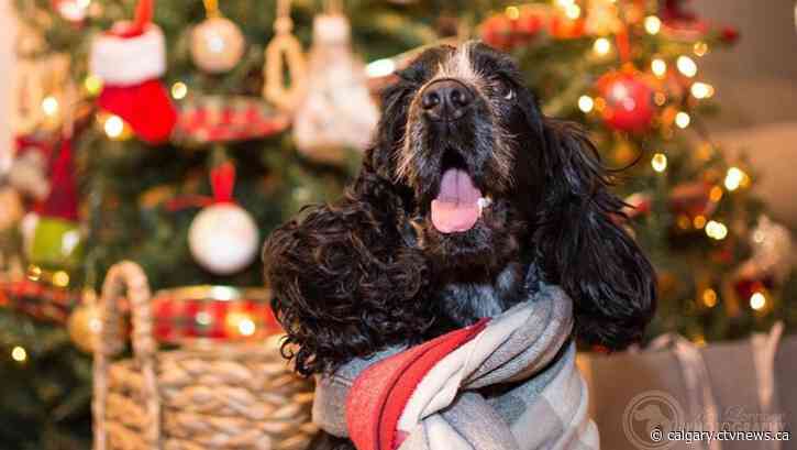 Chilly days ahead in Calgary