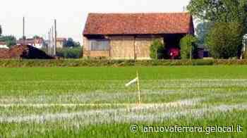Il cuneo salino continua a risalire «Barriere e risaie per fermarlo» - La Nuova Ferrara