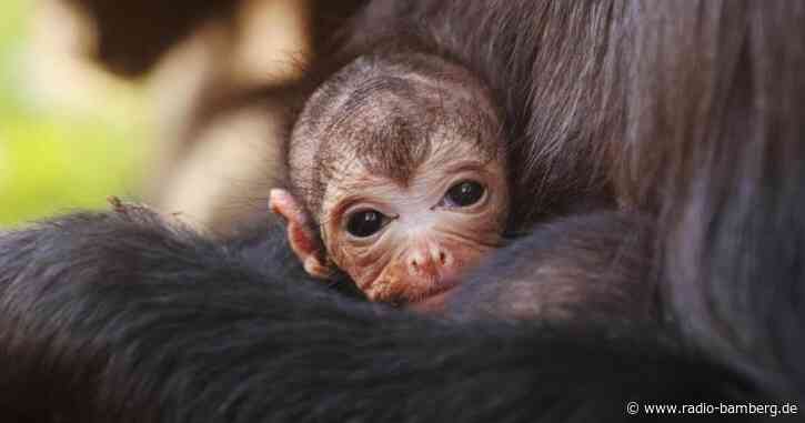 Seltener Klammeraffen-Nachwuchs in Londoner Zoo