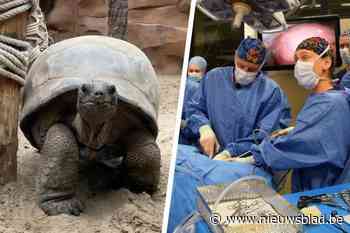 Klaar voor de volgende honderd jaar:  reuzenschildpad Isabelle (60) onder het mes