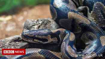 Fifteen royal pythons stolen in Hillmorton burglary