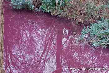 Paarse hofgracht stelt Schoten voor groot mysterie