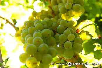 Breisacher Winzerkeller kündigt der Badischen Weinwerbung - Breisach - Badische Zeitung