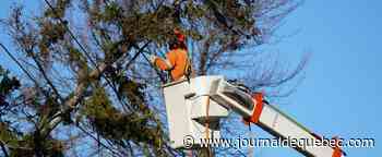 Vents violents: encore 27 000 ménages à rebrancher