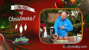 Art of Christmas – Growing Herbs & Sprouts Indoors - CFJC Today Kamloops