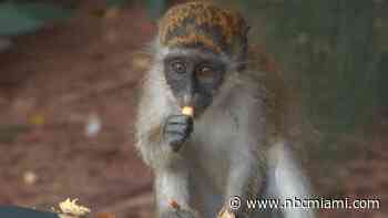 ‘Where Did You Guys Come From?': How Wild Monkeys Thrived in Dania Beach for Decades