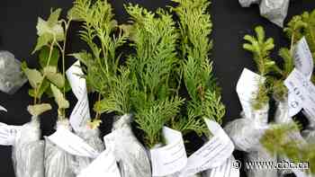 2 years after Trudeau pledged to plant 2 billion trees, only 8.5 million have been planted