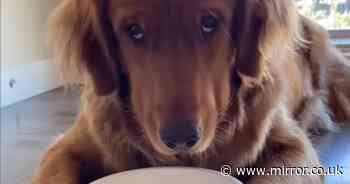 Dramatic dogs having two minutes of food tantrums leave viewers in stitches - The Mirror