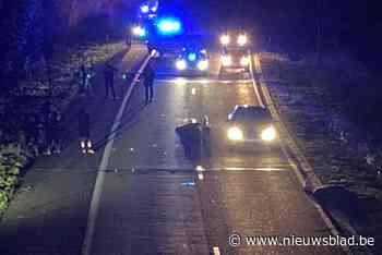 Everzwijnen aangereden op Alden Biesensingel in Bilzen (Bilzen) - Het Nieuwsblad