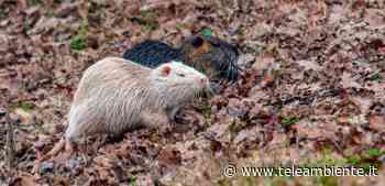 Allarme biodiversità, l'Ispra: "In Italia +96% di specie aliene negli ultimi 30 anni" - TeleAmbiente TV