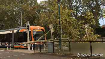Herbststurm im Rhein-Neckar-Raum: Umgestürzte Bäume, eine Person verletzt - SWR
