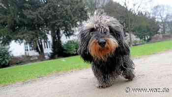 In Essen sollen Hundewiesen doch eingezäunt werden - WAZ News