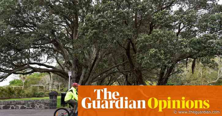 Mature trees are key to liveable cities – housing intensification plans must ensure they survive | Margaret Stanley