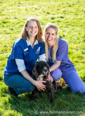 Ziggy is lucky to be alive after accident - Farnham Herald