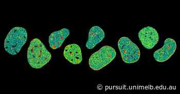 Live cell DNA architecture in real time - Pursuit