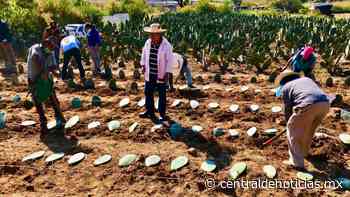 Cuernavaca introduce el nopal como cultivo de alto valor - Central de Noticias Mx