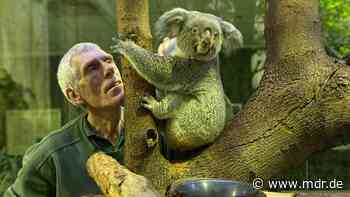 Koala-Dame aus Dresden auf Liebesreise im Ruhrpott - MDR