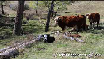 Phase two of AgriRecovery assistance to opens in the New Year - Lethbridge News Now