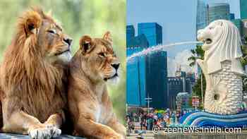 Two lions escape their transport container triggering panic at Singapore`s Changi Airport - Zee News