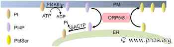 Components of the phosphatidylserine endoplasmic reticulum to plasma membrane transport mechanism as targets for KRAS inhibition in pancreatic cancer - pnas.org