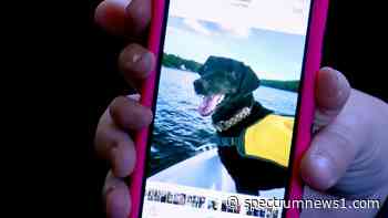 Sutton family honors dog lost to cancer by helping other pups - Spectrum News 1