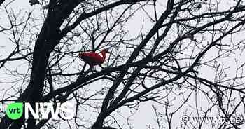 Rode ibis strijkt neer in Tessenderlo, vlak bij natuurgebied Gerhagen - VRT NWS