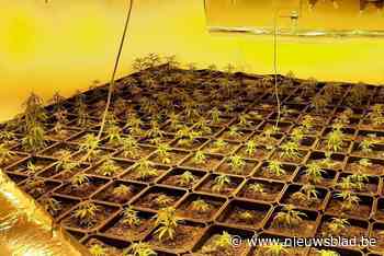 “Het begon allemaal met een simpele drugscontrole”: politie ontdekt plantage en pakt acht drugsdealers op bij grootscheepse actie