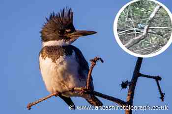 Rare belted kingfisher bird spotted in Preston
