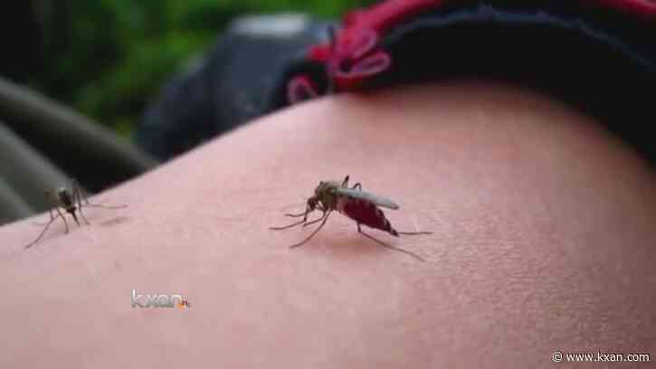 Record-breaking December heat could have a huge impact on local wildlife