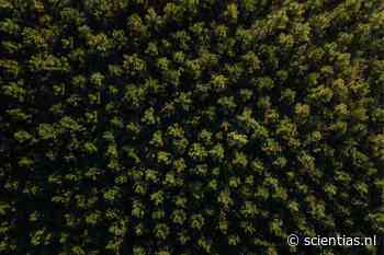 Planten halen tegenwoordig veel meer CO2 uit de lucht - Scientias