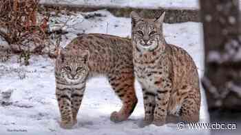 Bobcat family in Inglewood backyard gives Calgary naturalist a show - CBC.ca