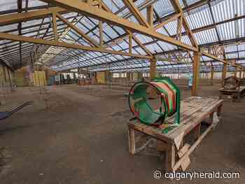 Late shoppers out of luck as Christmas tree supply dwindles in Calgary - Calgary Herald