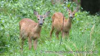 Unbekannter erlegt Reh mit Pfeil und Bogen