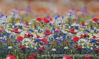 A Cinisello Balsamo si prepara un prato fiorito che sboccerà in primavera - Il Gazzettino Metropolitano