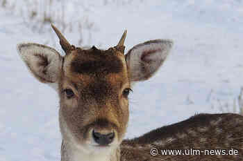 Wilderer erlegt Reh mit Pfeil und Bogen