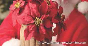 Master Gardener: Poinsettias are a popular part of the holiday season - The Daily News Online
