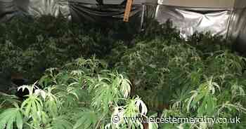 'Gardener' caught running £220,000 cannabis factory told by judge 'you weren't a modern slave' - Leicestershire Live